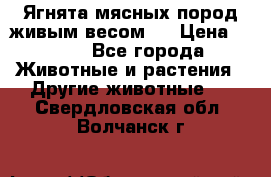 Ягнята мясных пород живым весом.  › Цена ­ 125 - Все города Животные и растения » Другие животные   . Свердловская обл.,Волчанск г.